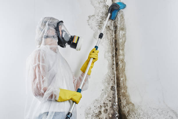 Trusted Fairfield University, CT Mold Remediation Experts